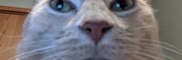 MondayMonkeys Profile Banner