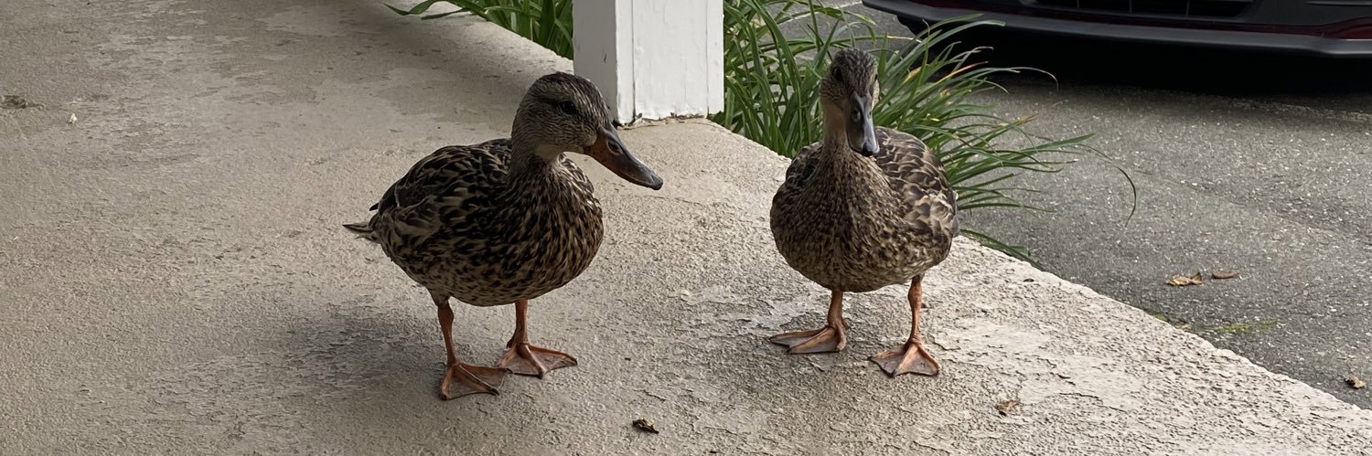 ferretma™️ (formerly emma) banner