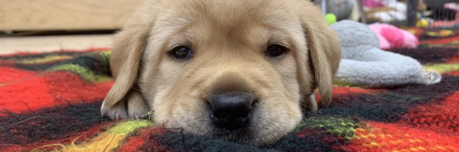 WLCSD Therapy Dogs banner