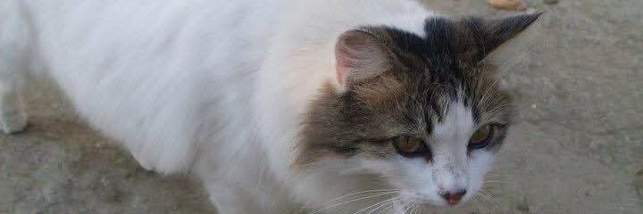 Tugba3523's profile banner image