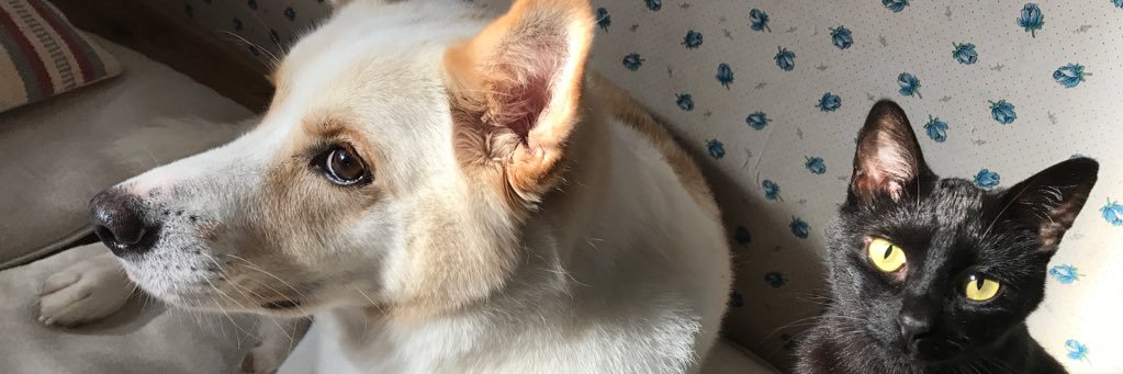 sasakodon's profile banner image