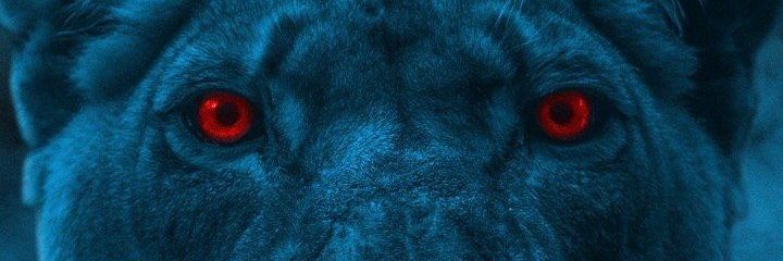 Jonathan Cobby banner