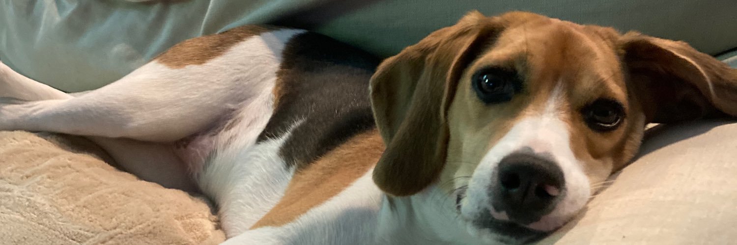 beaglelucylooo banner