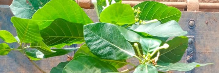 beeant_bala's profile banner image