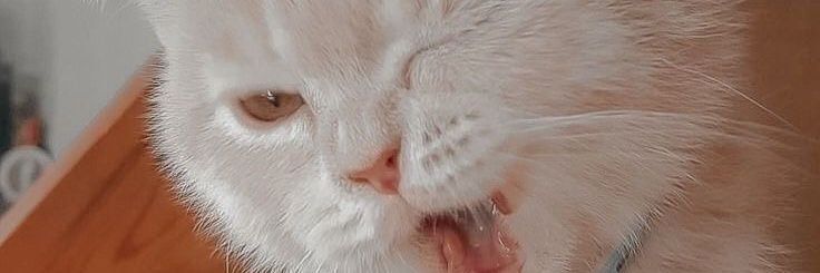 belal 🇵🇸🇵🇰 banner