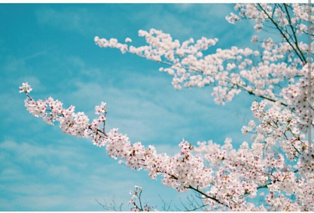 shiiz18's profile banner image