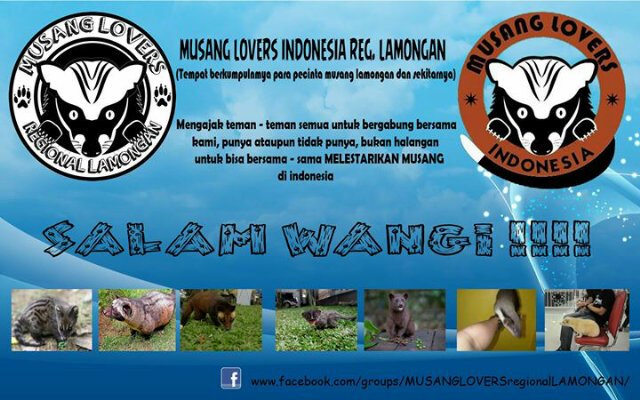 Musang Asik Lamongan banner