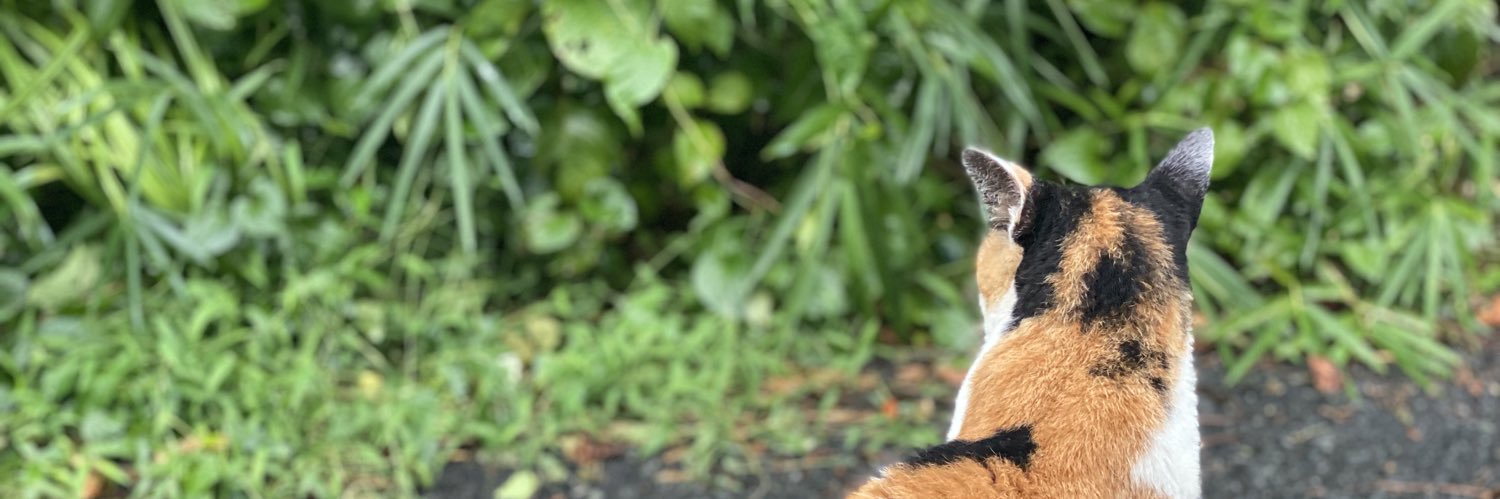 maonekoka's profile banner image