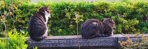 CH8rf Profile Banner