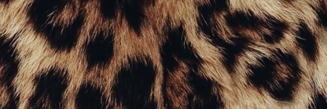 kittencromada's profile banner image