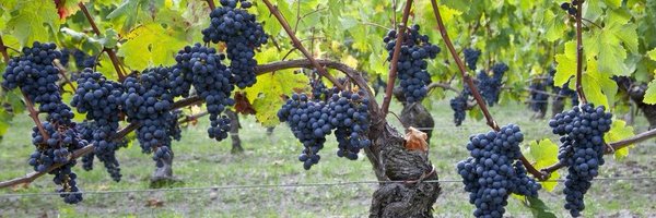 Cryptowinemake Profile Banner