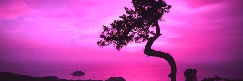 VennaPannie's profile banner image