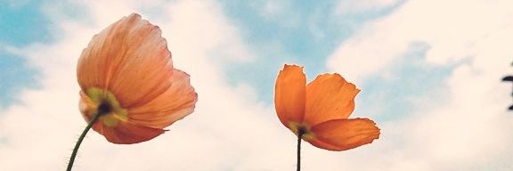 booboomiyu's profile banner image