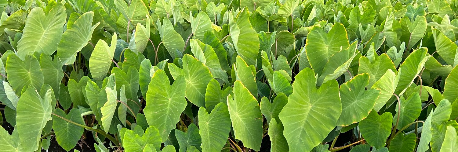 Ryan Kawailani Ozawa banner