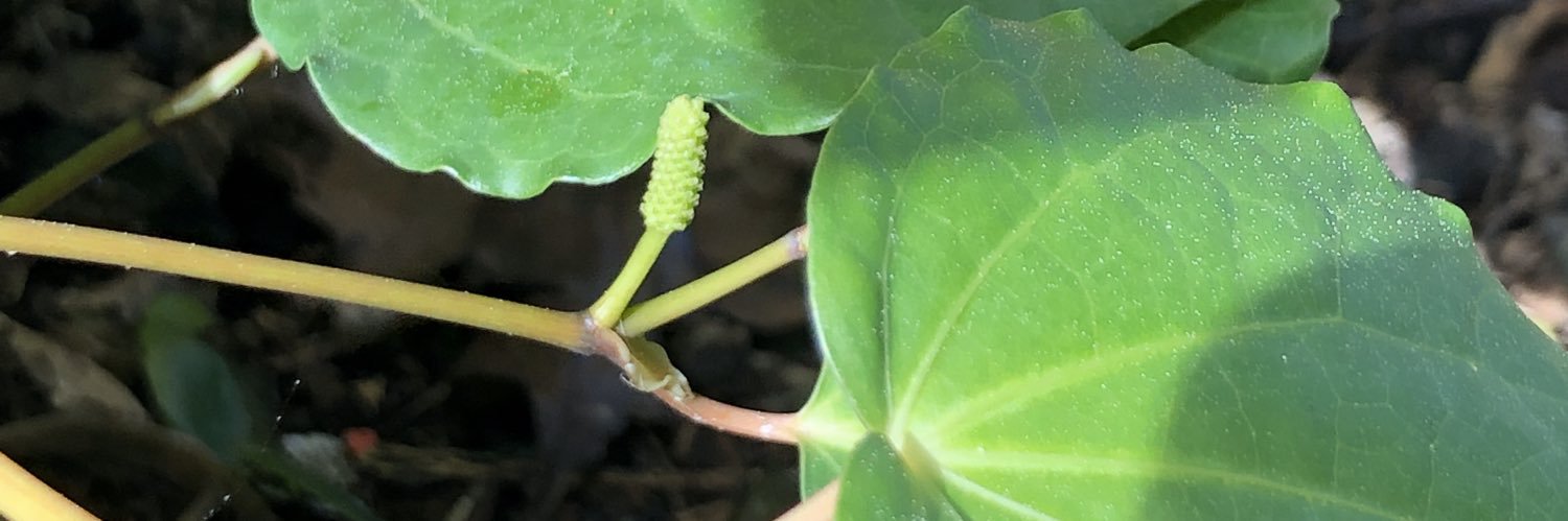 Kiri Rikihana banner