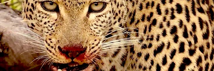 MIXXXCE$$🫦🐆- TYSON OUT NOW🔥 banner