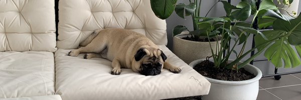 mocha_pug Profile Banner
