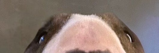 STEC Games Lab GW banner