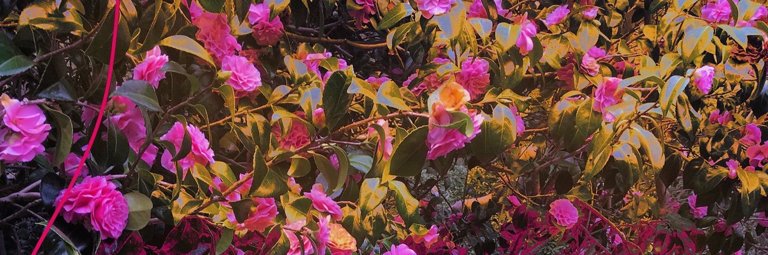 Tahly_'s profile banner image