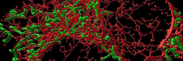 winklhofer_lab Profile Banner