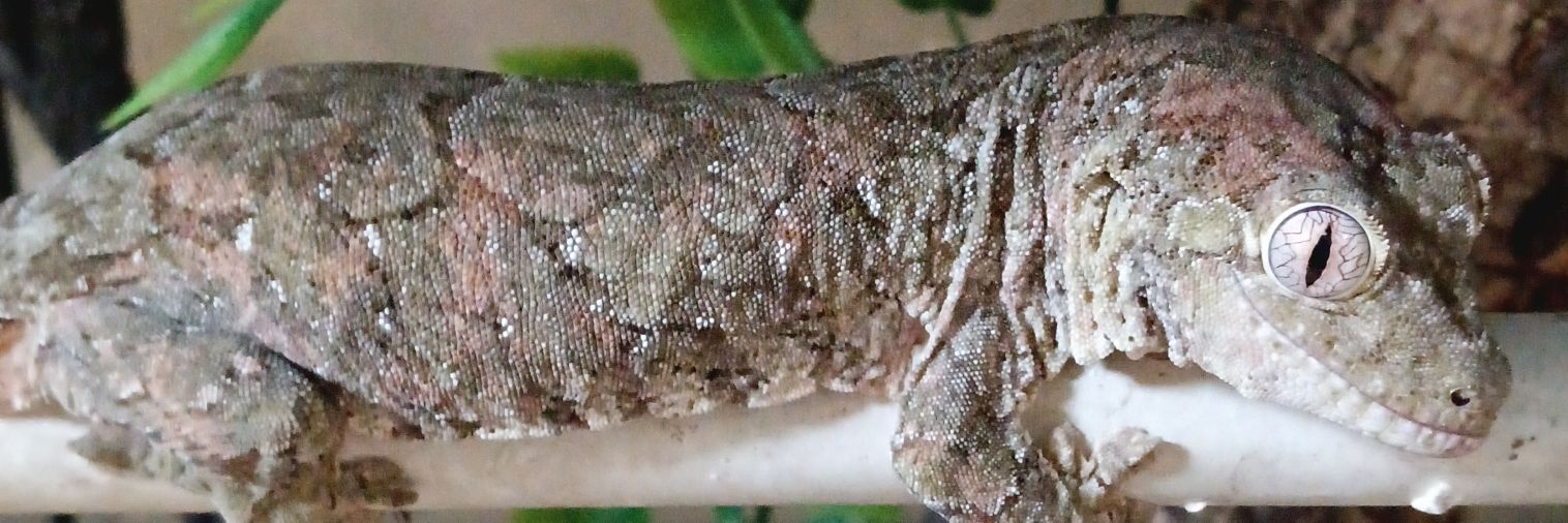 チェシャ猫a.k.a. 猫さん banner