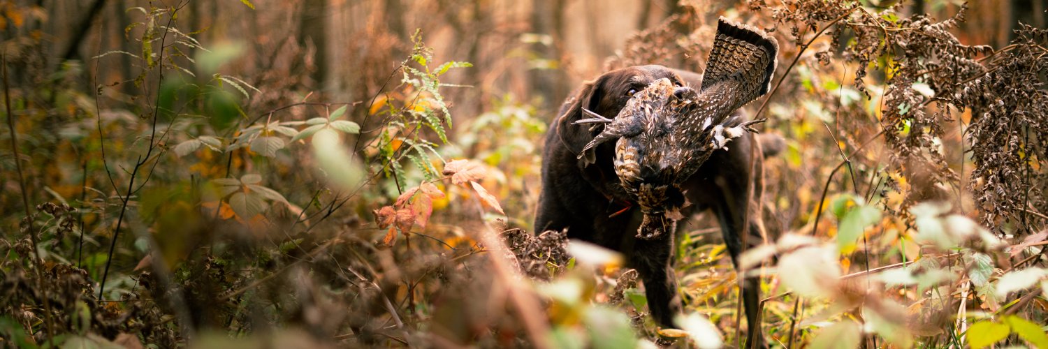 SportDogPhoto's profile banner image