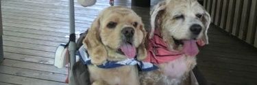 roccamocca's profile banner image