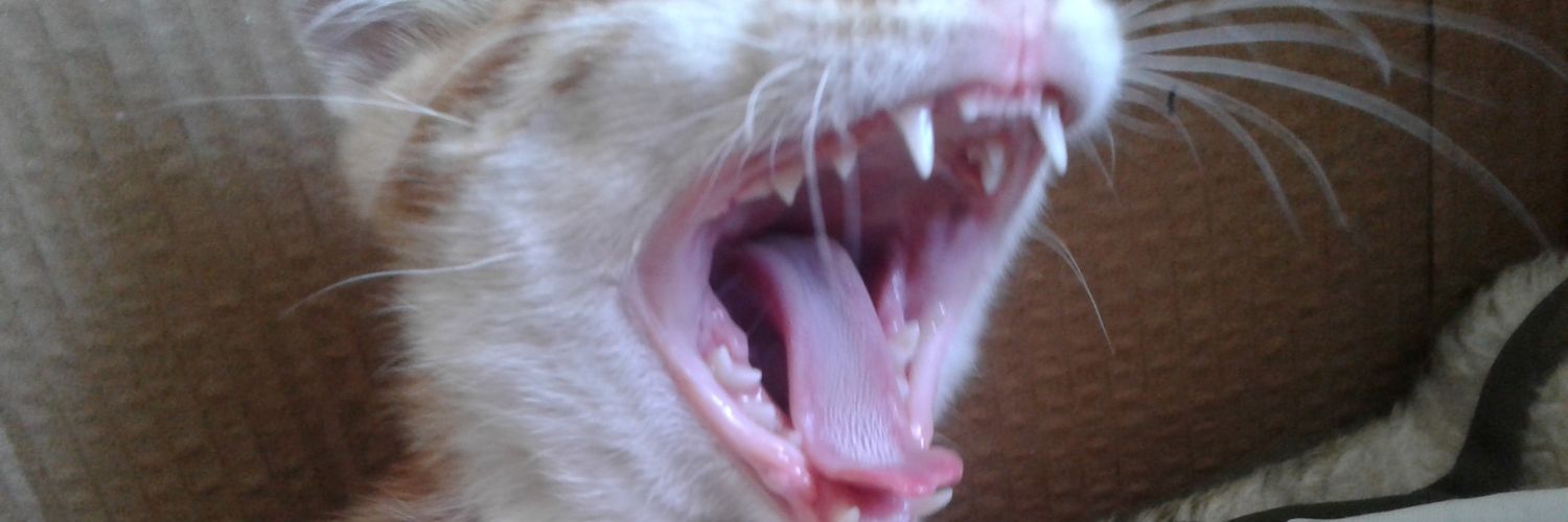 BernaGuvenc's profile banner image