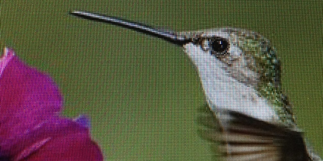 Casey LaCombe banner