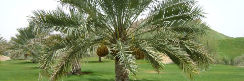 الخوارزمي banner