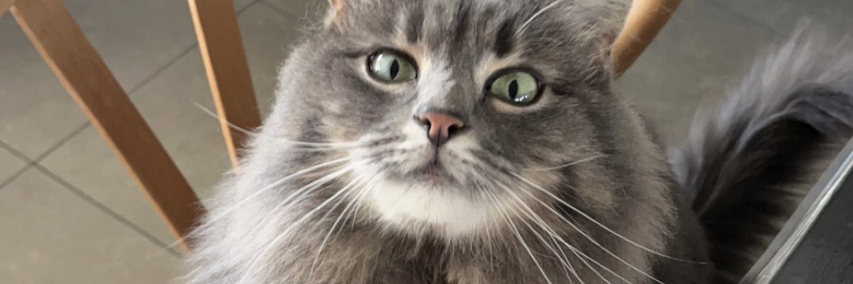 Syuukie's profile banner image