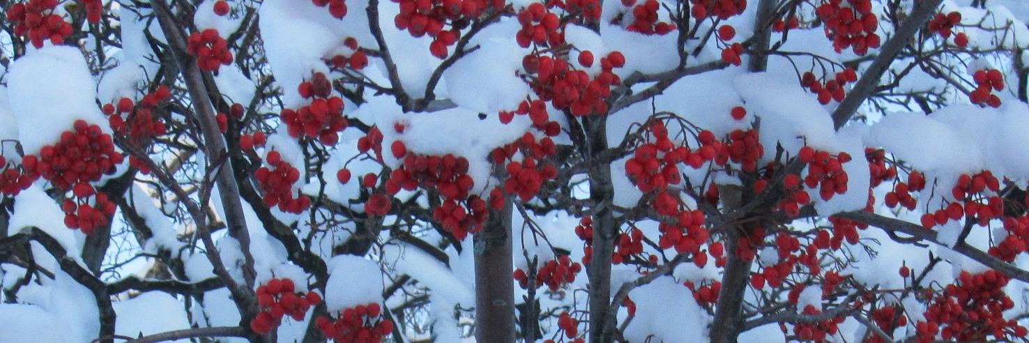 cathy alexander banner