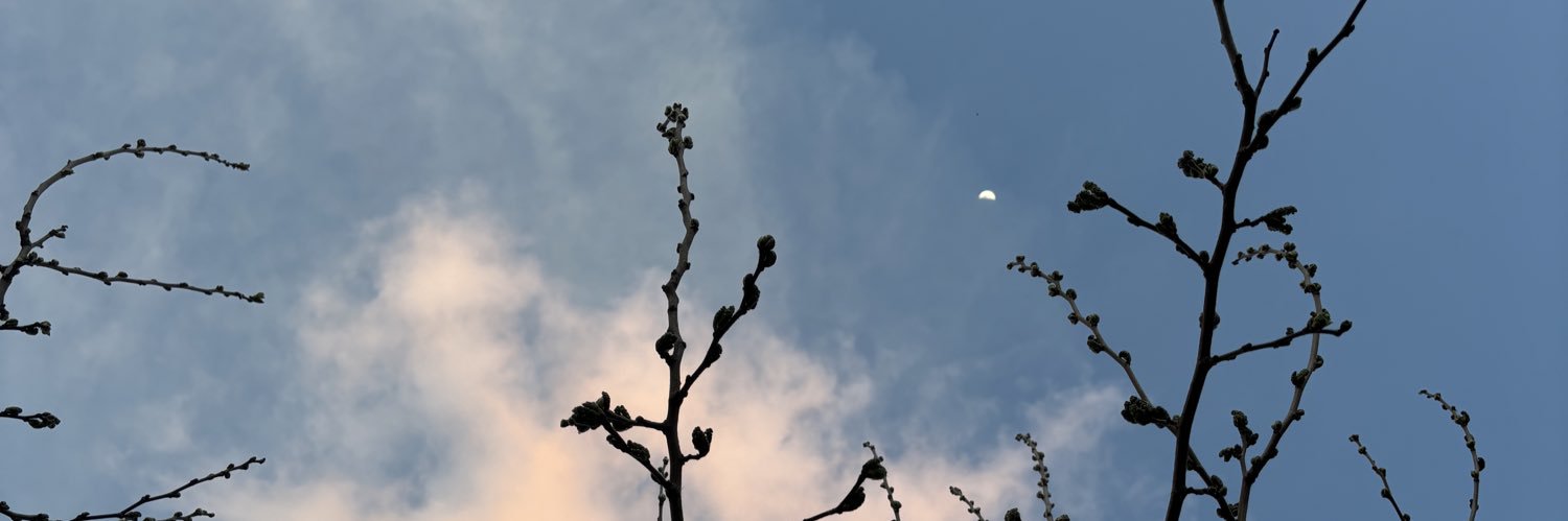 sudecesu's profile banner image