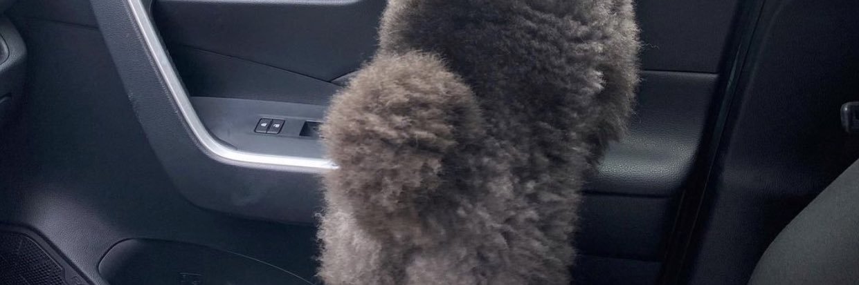 cutecrossaint's profile banner image