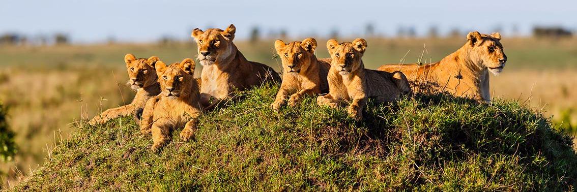 PeterHahnBe's profile banner image