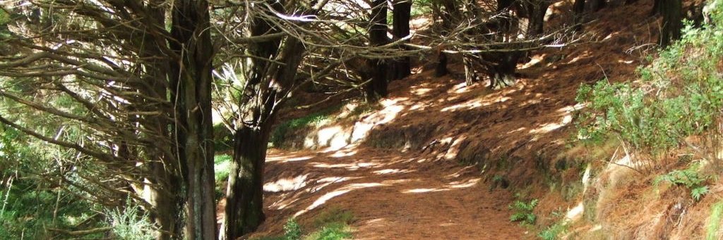 IgorLanes's profile banner image