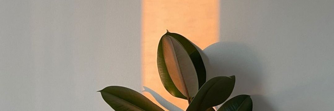 Leo 🥥 banner