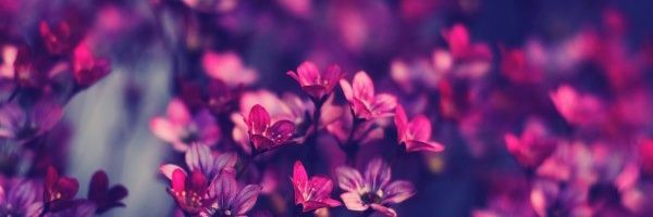 romigate's profile banner image