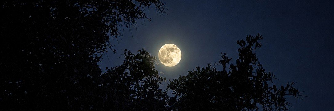 biancam3586's profile banner image