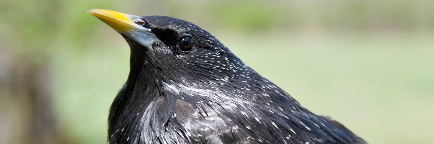 Behavioural Ecology & Endocrinology Lab banner