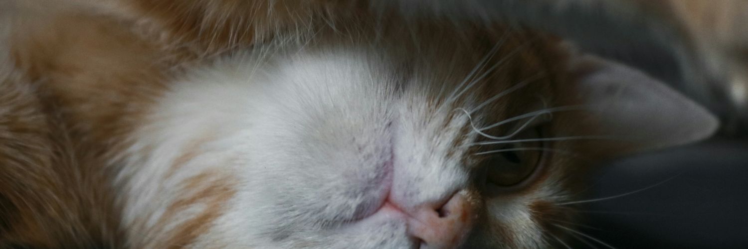 ChloeSansNom's profile banner image