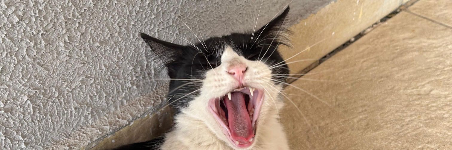 mundinho chico da costa banner