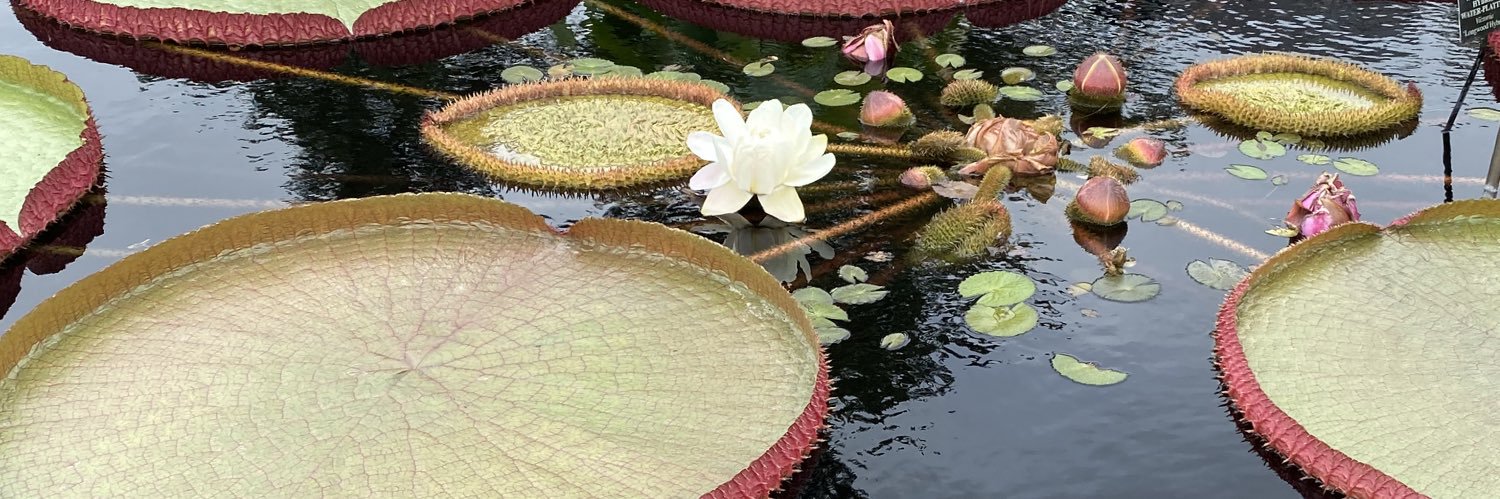 Katie von Reyn banner