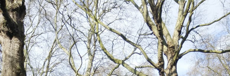 ay banner