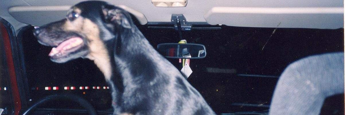 alrodrigues.sp banner