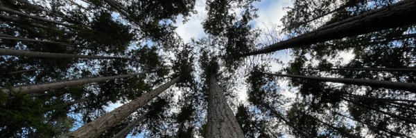 msroest Profile Banner