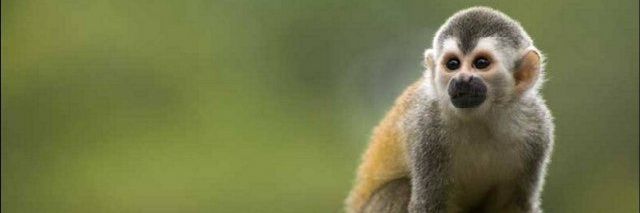 Señor Nilsson banner