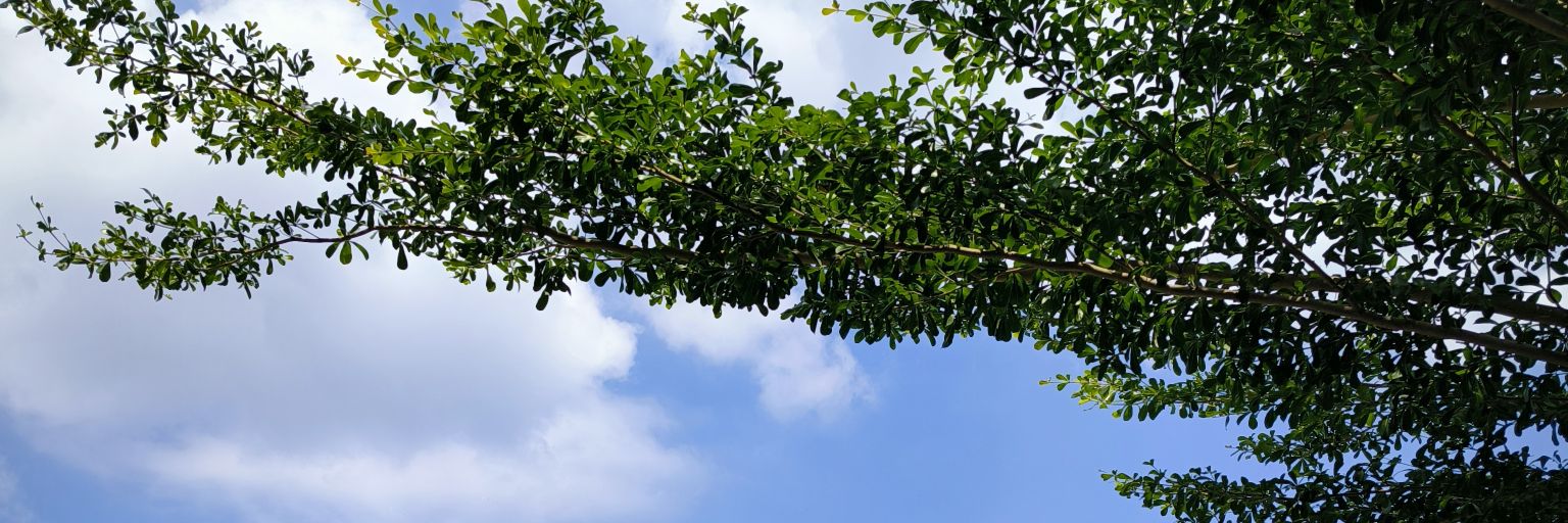 Tik banner
