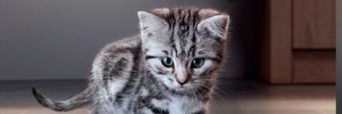 pitah_mugo's profile banner image