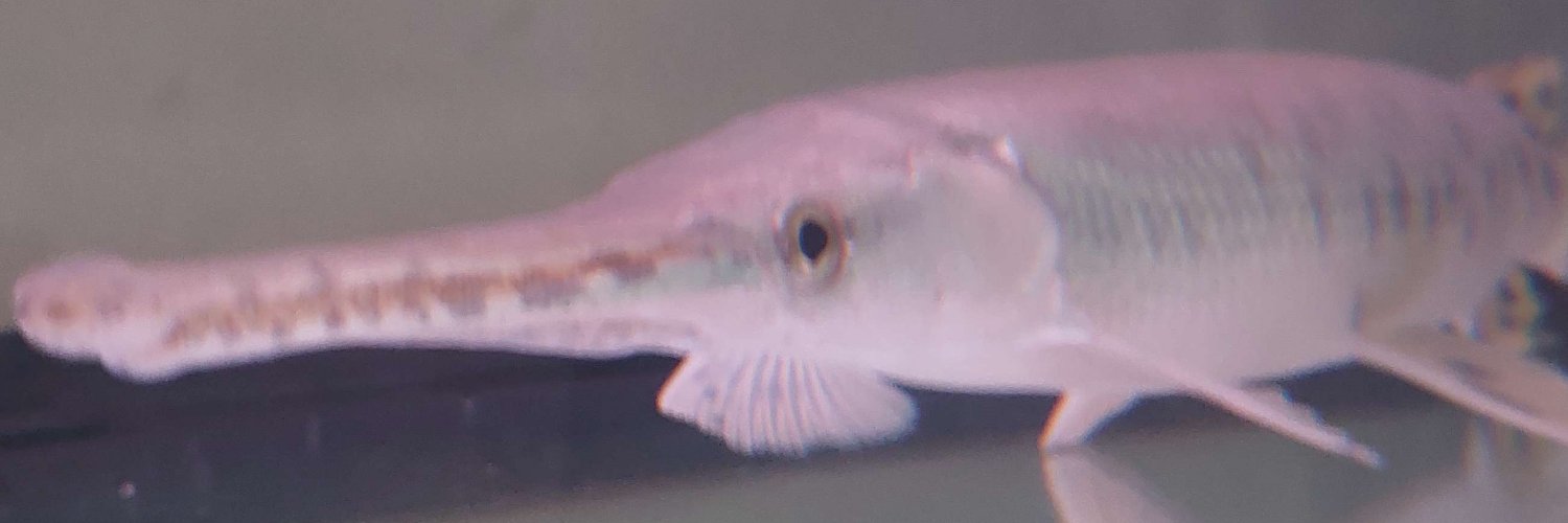 Lizbell banner